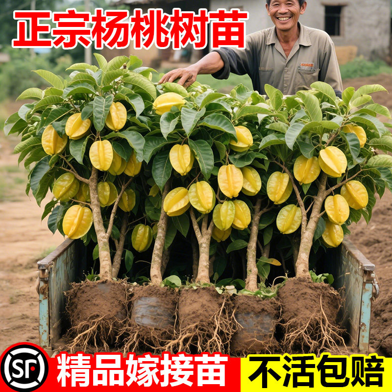 四季甜杨桃树果苗杨梅阳桃黄桃树树苗甜盆栽南方北方种植名贵果苗图片