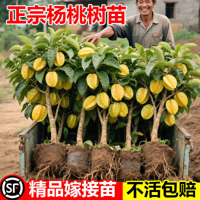 四季甜杨桃树果苗杨梅阳桃黄桃树树苗甜盆栽南方北方种植名贵果苗