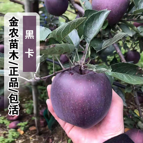 西藏黑钻苹果树苗矮化盆栽地栽特大脆甜耐寒黑卡苹果苗南北方种植