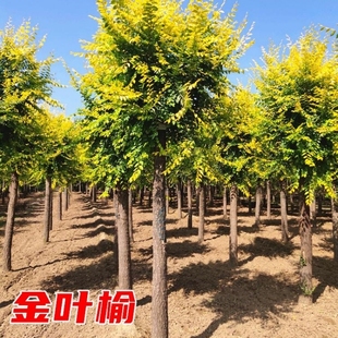榆树苗庭院行道大型耐寒绿化风景树白榆榔榆垂榆黄金榆金叶榆树苗