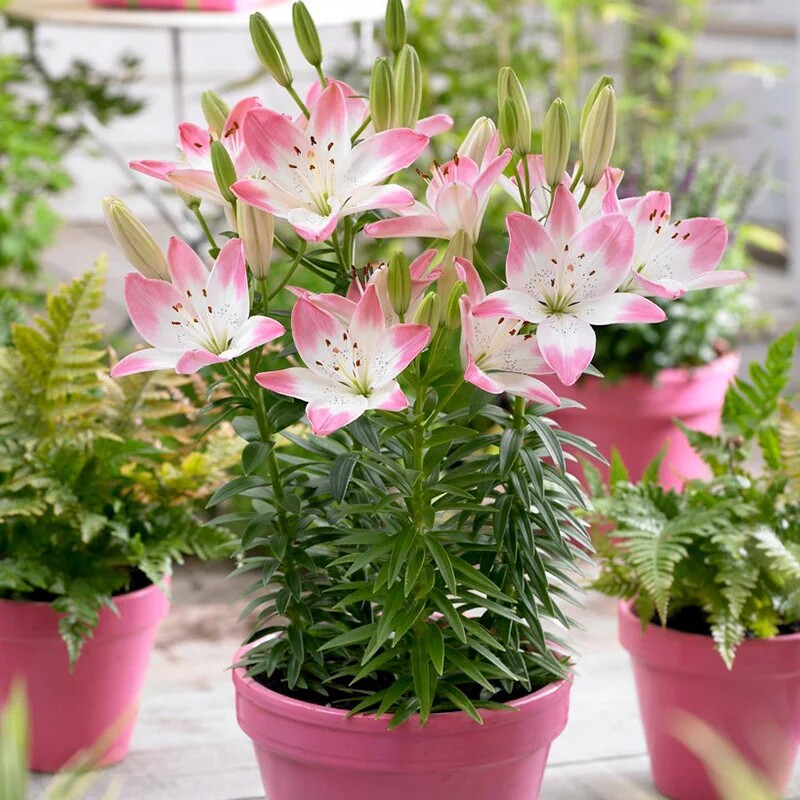 多个进口特殊系列百合种球亚洲庭院老虎花种子多年生耐寒球根花卉图片