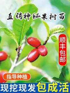 神秘果树苗四季开花当年结果变味果盆栽果树带叶带花带果包邮包活