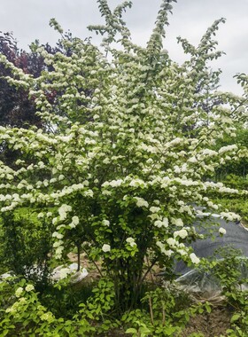 中华木绣球树苗大花斗球白麻球苗庭院别墅耐寒盆栽风景树绣球花苗
