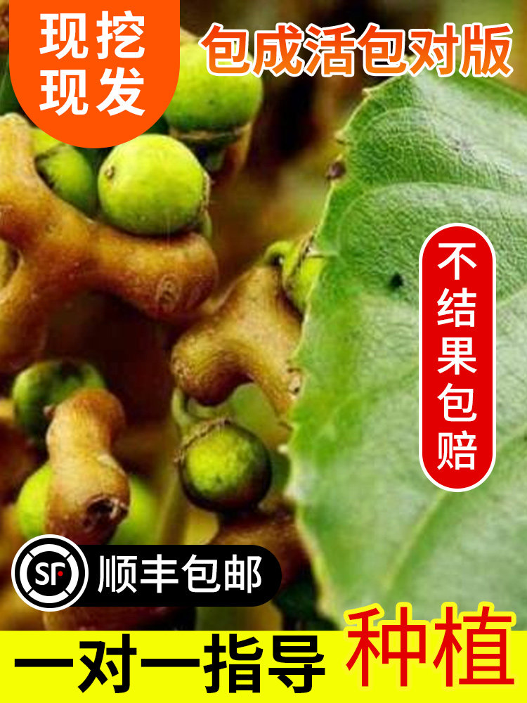 正宗拐枣苗树特大嫁接万寿果树苗鸡爪连金钩梨果当年结果地栽庭院