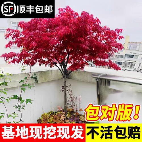 日本红枫树苗红舞姬室外耐寒枫树盆景盆栽庭院绿化植物风景树植物