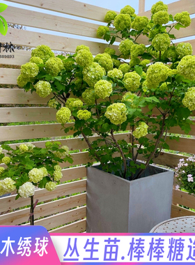欧洲木绣球玫瑰花树苗别墅庭院盆栽耐寒风景树棒棒糖中华木本绣球