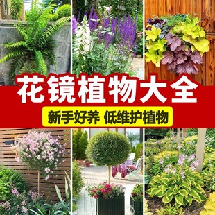 花镜花卉绿植鼠尾草矾根小木槿亮晶女贞玉簪室外庭院植物四季花卉