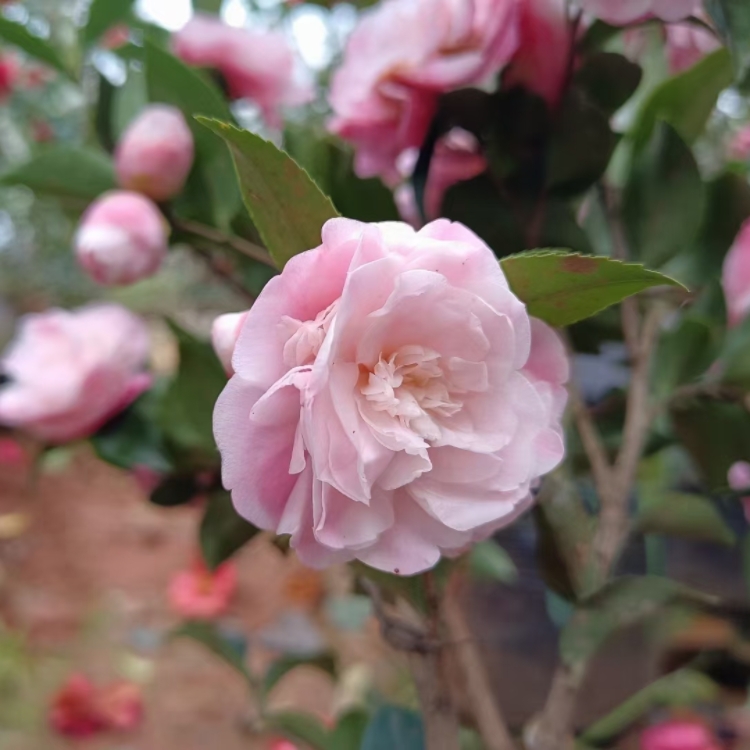 甜凯特又名芙蓉香波茶梅茶花粉色盆栽苗花量大原生扦插苗