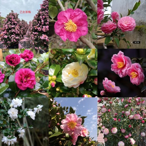 茶梅系列品种原生苗大集合 朝仓 笑颜 英八 美雅 富士之峰 乙女