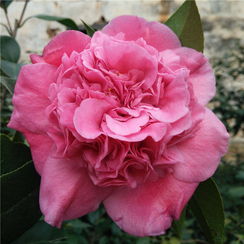 什锦牡丹茶花 珍贵稀有品种 托桂型茶花 带花苞大苗 原生大苗