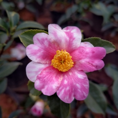 Yume梦(Dream) 日本引进品种茶梅 盆栽苗 大苗 原生苗 包邮多色