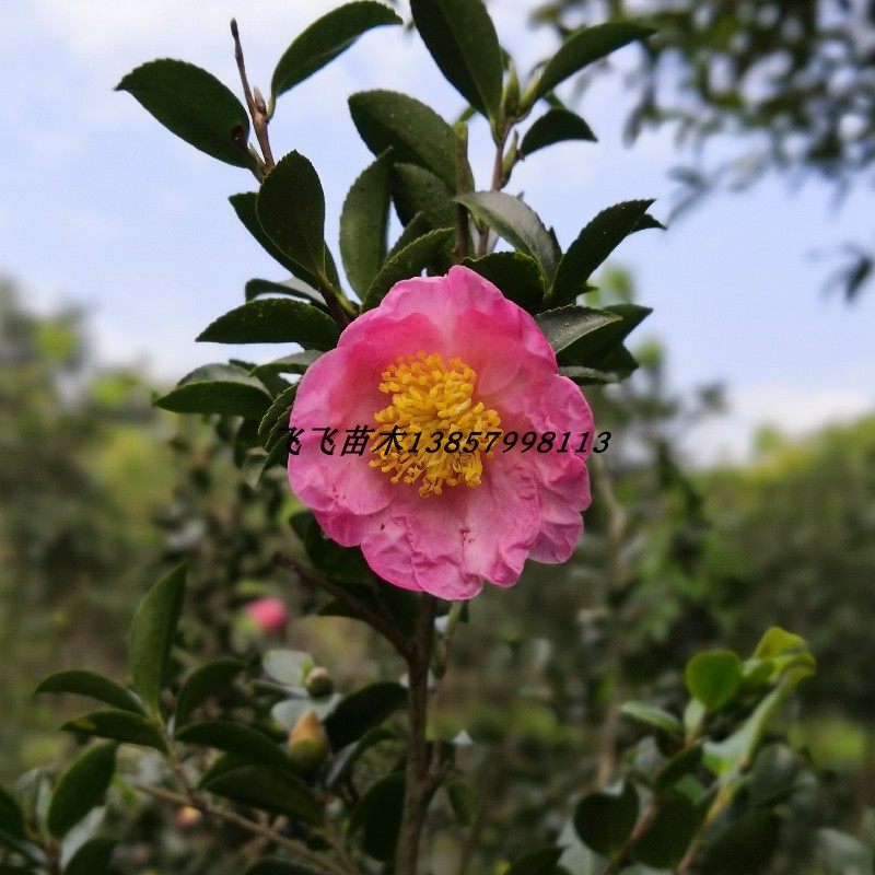 美雅 单瓣粉色茶梅 带香味 芳香茶梅苗 庭院绿植 绿化盆栽