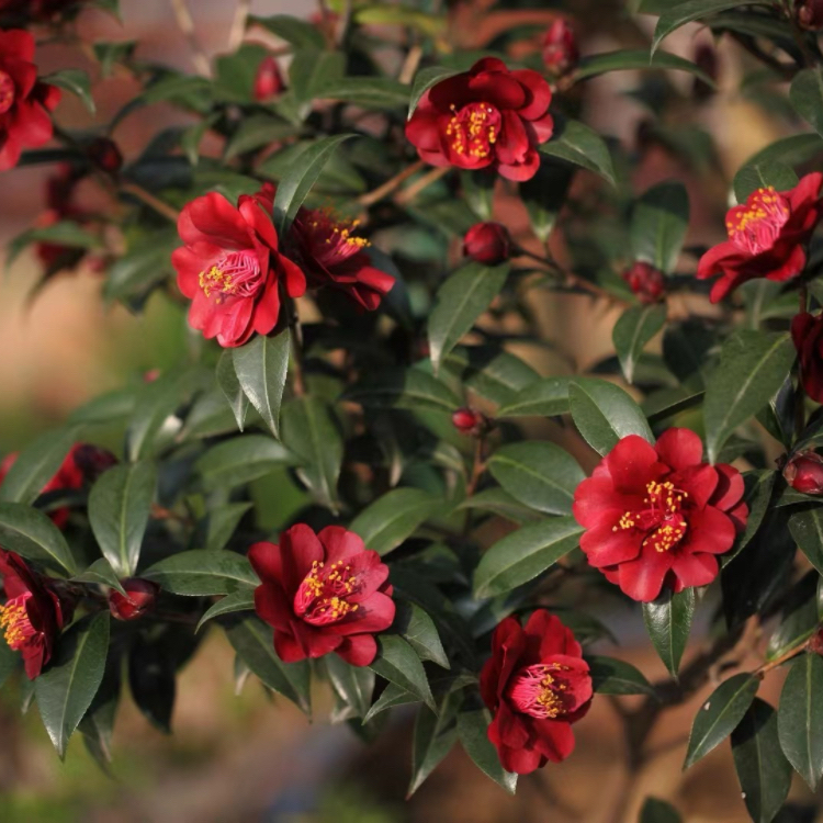 盆栽庭院植物绿化茶花苗