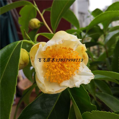 金茶花盆栽苗实拍山茶美观原生苗
