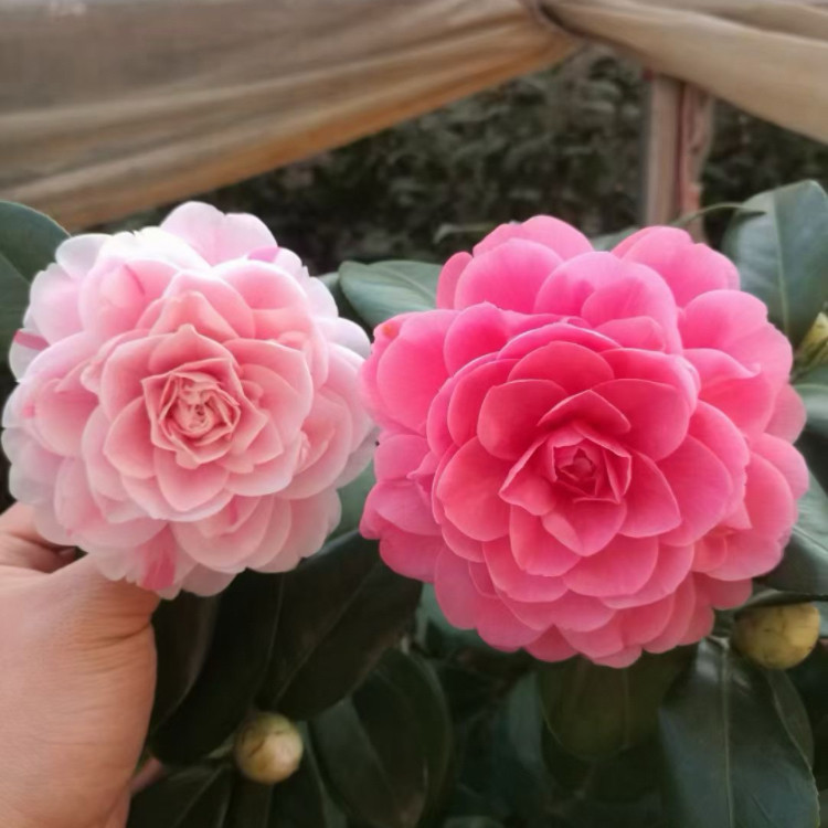 乔伊肯德里克茶花 带苞大苗 乔茶花