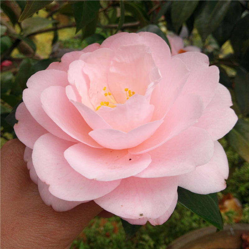 粉西施茶花 盆栽茶花苗 粉色 文瓣 带花苞大苗 金华苗