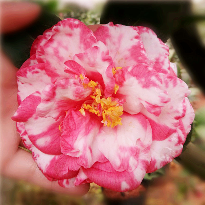 皇冠茶花 王冠 原生苗 扦插苗 庭院植物 名贵茶花苗大型茶花树