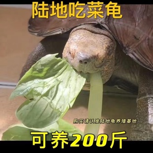 【乌龟活物】陆地巨型吃菜龟超大一对可下蛋家养长寿龟大体草龟