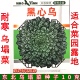 乌塌菜种子 菜园露地 乌塌菜 耐寒蔬菜
