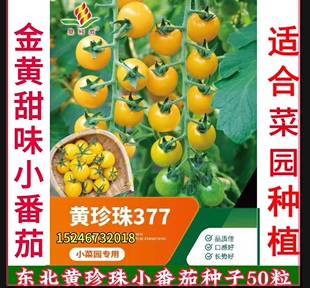 东北金黄色圆形小柿子番茄  菜园露地  黄珍珠番茄种子50粒