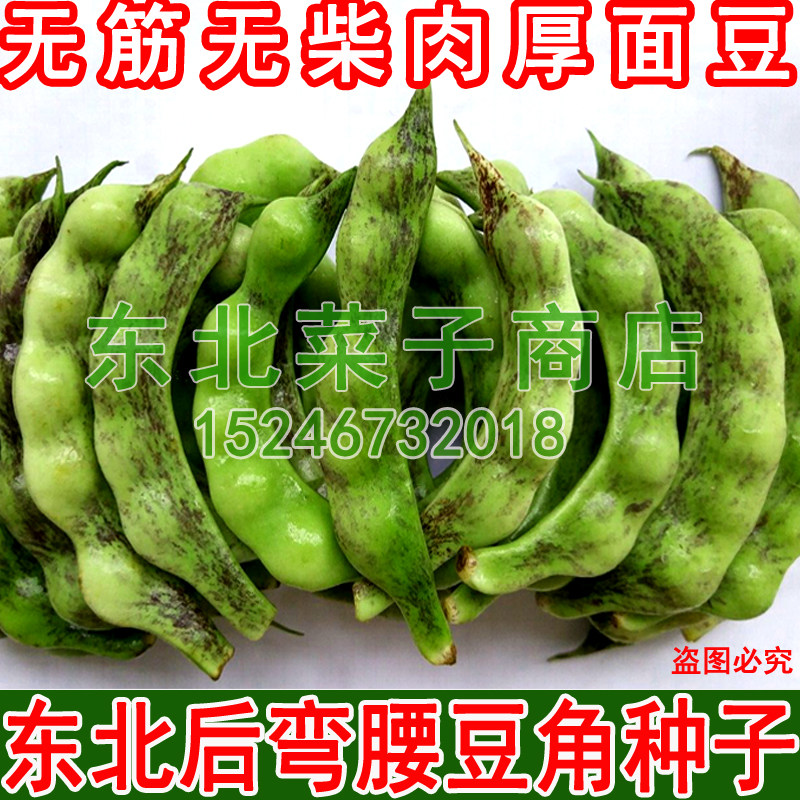 东北豆角种子 无筋无柴肉厚 鼓豆面豆 春秋两季 后弯腰豆角种子