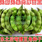 春秋两季 鼓豆面豆 后弯腰豆角种子 无筋无柴肉厚 东北豆角种子