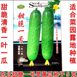 东北旱黄瓜 露地菜园 甜脆一号 摘不败 节节有瓜 旱黄瓜种子