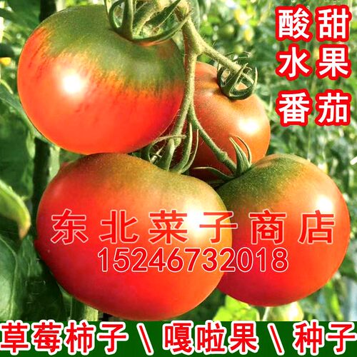 东北草莓西红柿 嘎啦果甜心 绿肩酸甜 铁皮柿子 优水果番茄种子