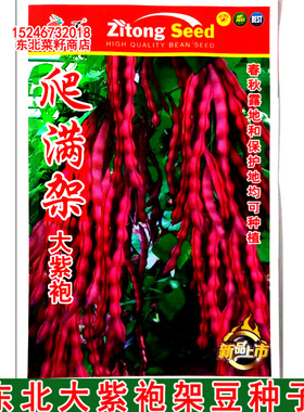 新籽东北紫色架豆角种子 架豆王原厂袋装  优质大紫袍架豆角种子