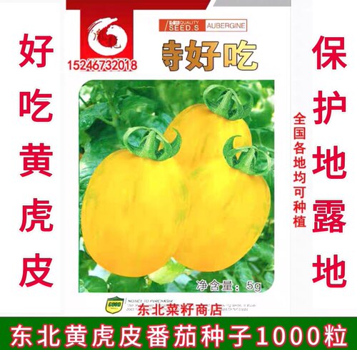 东北特色水果柿子 好吃 黄虎皮 番茄保护地露地 虎皮花纹番茄种子