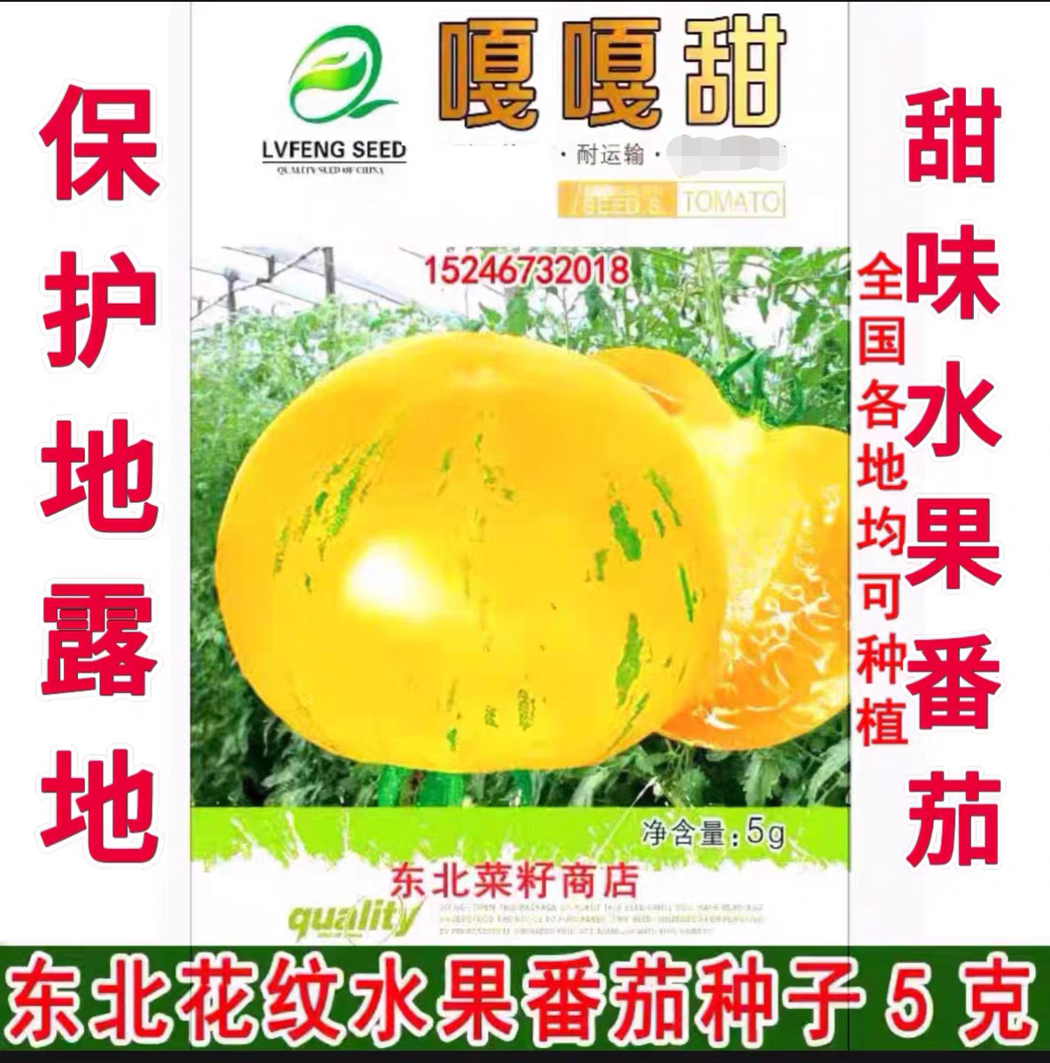 东北水果柿子 皮球类型 黄花纹 嘎嘎甜味 黄金花纹番茄种子