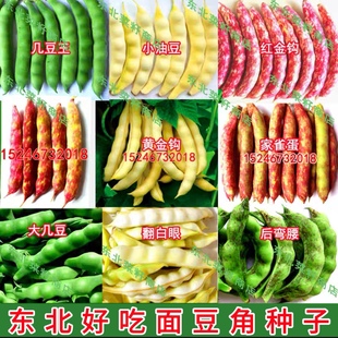 东北红黄金钩兔子翻白眼 几豆家雀蛋嘎啦豆后弯腰开锅烂豆角种子