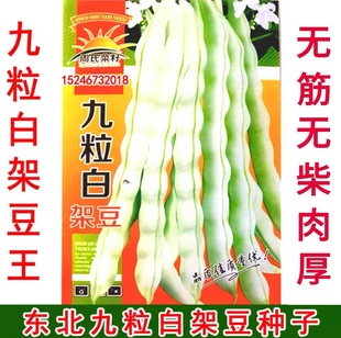 新籽东北白长豆角种子白大架 架豆王种子 九粒白豆角种子
