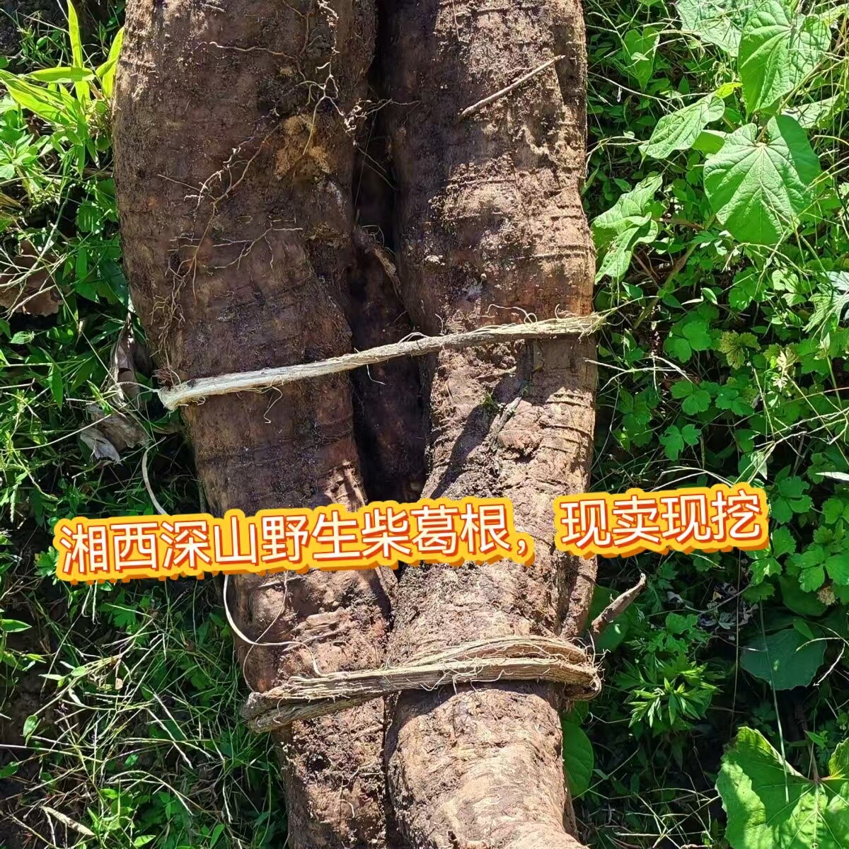 湘西秘境野生柴葛根新鲜采摘现挖现卖深山生长无农药无硫干货