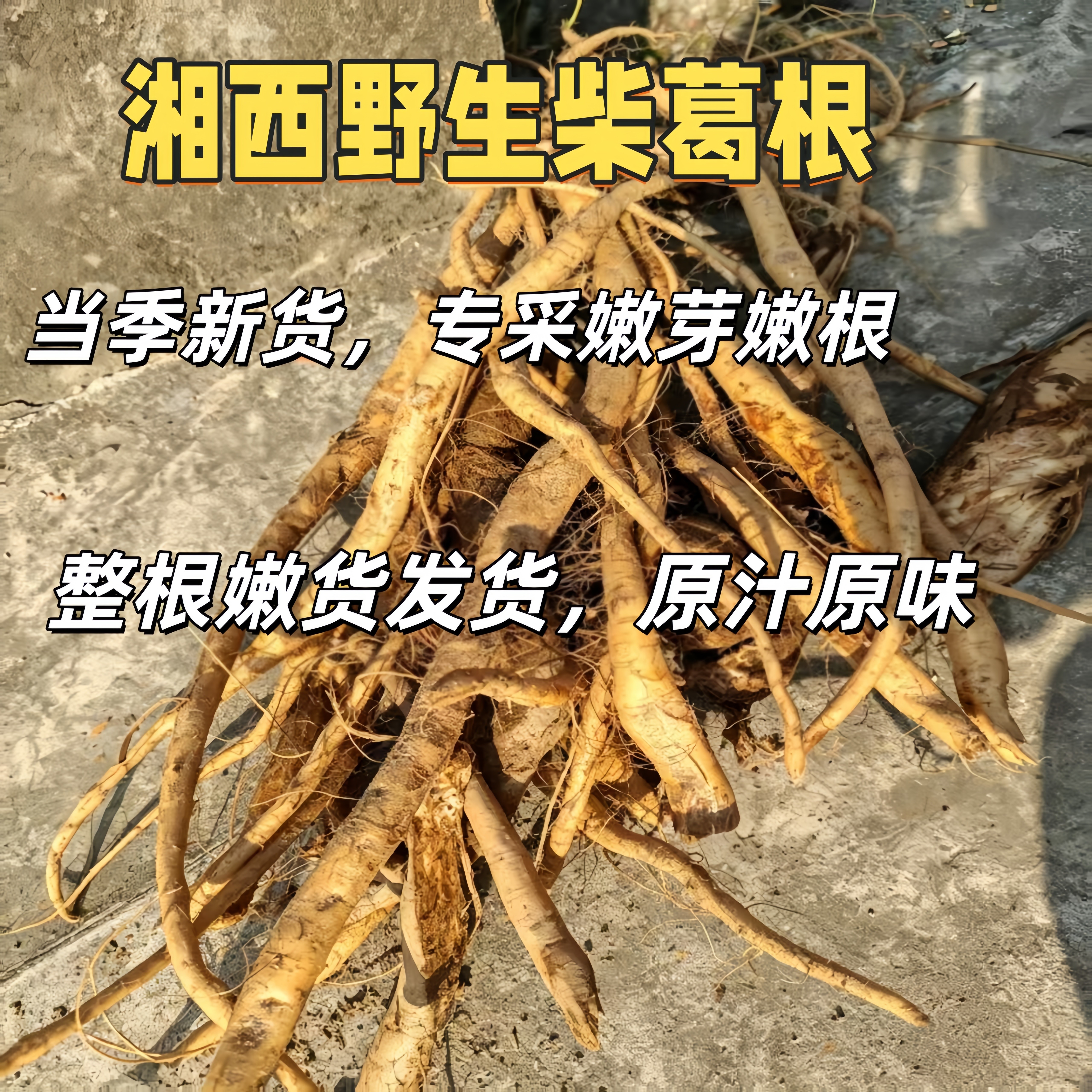 深山采挖湘西柴葛根当季限定嫩根嫩芽现挖现卖带泥发货无硫无添加