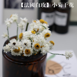 饰摆件插花扩香花材 二月手作法国小白菊干花 手工DIY香薰蜡烛装