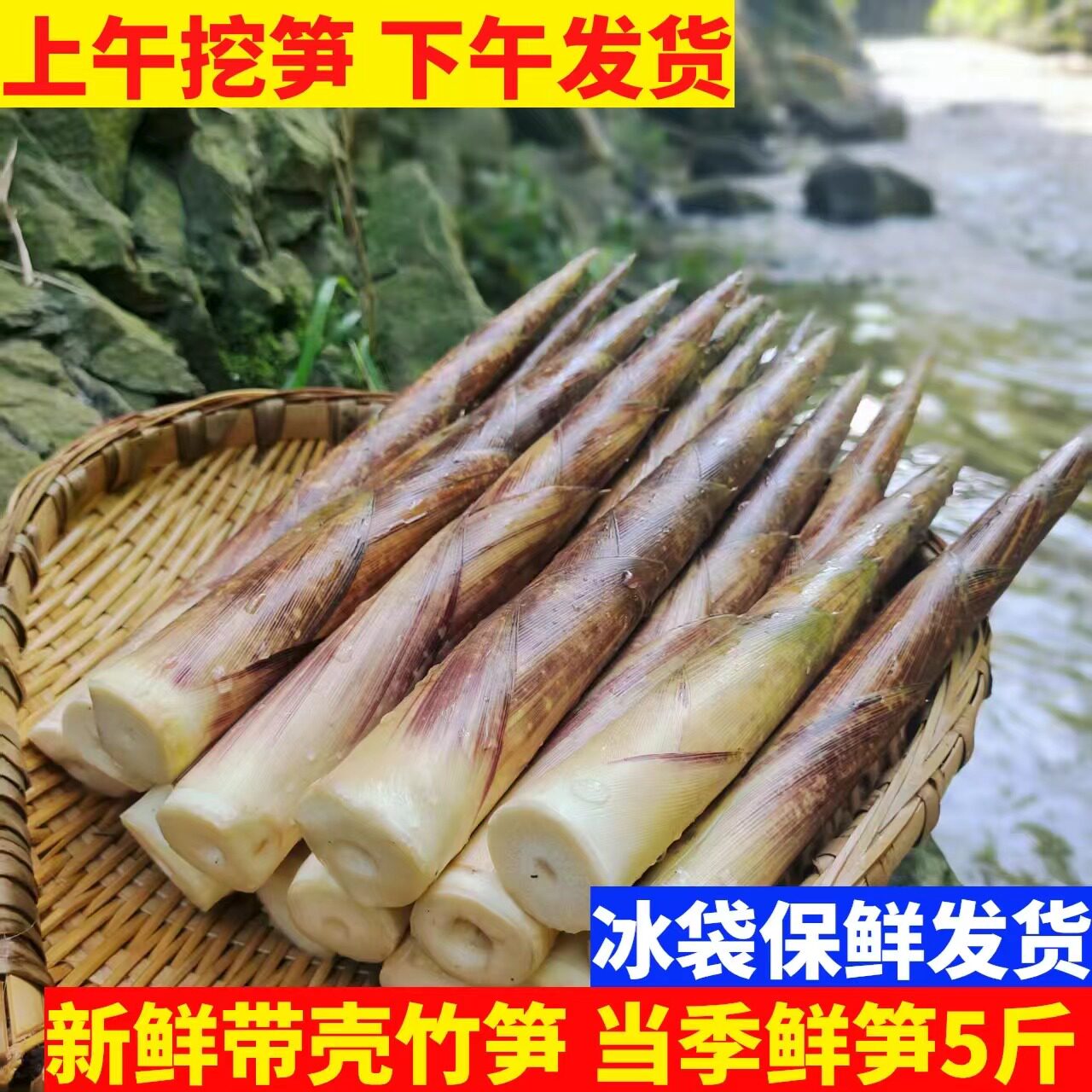 新鲜带壳八月笋当季蔬菜包邮
