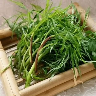 柳蒿芽东北特产山野菜野生柳芽柳蒿山菜保鲜新鲜袋装 新采摘海拉尔