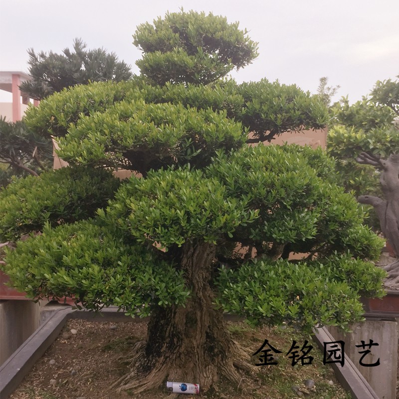 收藏级 雀舌黄杨皱皮黄杨 百年雀舌黄杨盆景黄杨盆景雀舌黄杨盆景