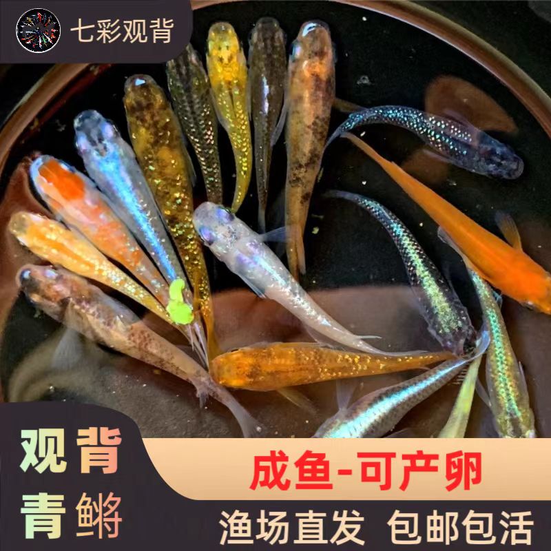 观背青鱂鱼苗观赏鱼活体好养