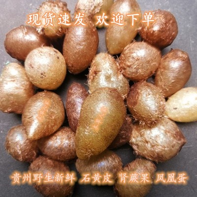 新鲜石黄皮石蛋果肾蕨圆羊齿