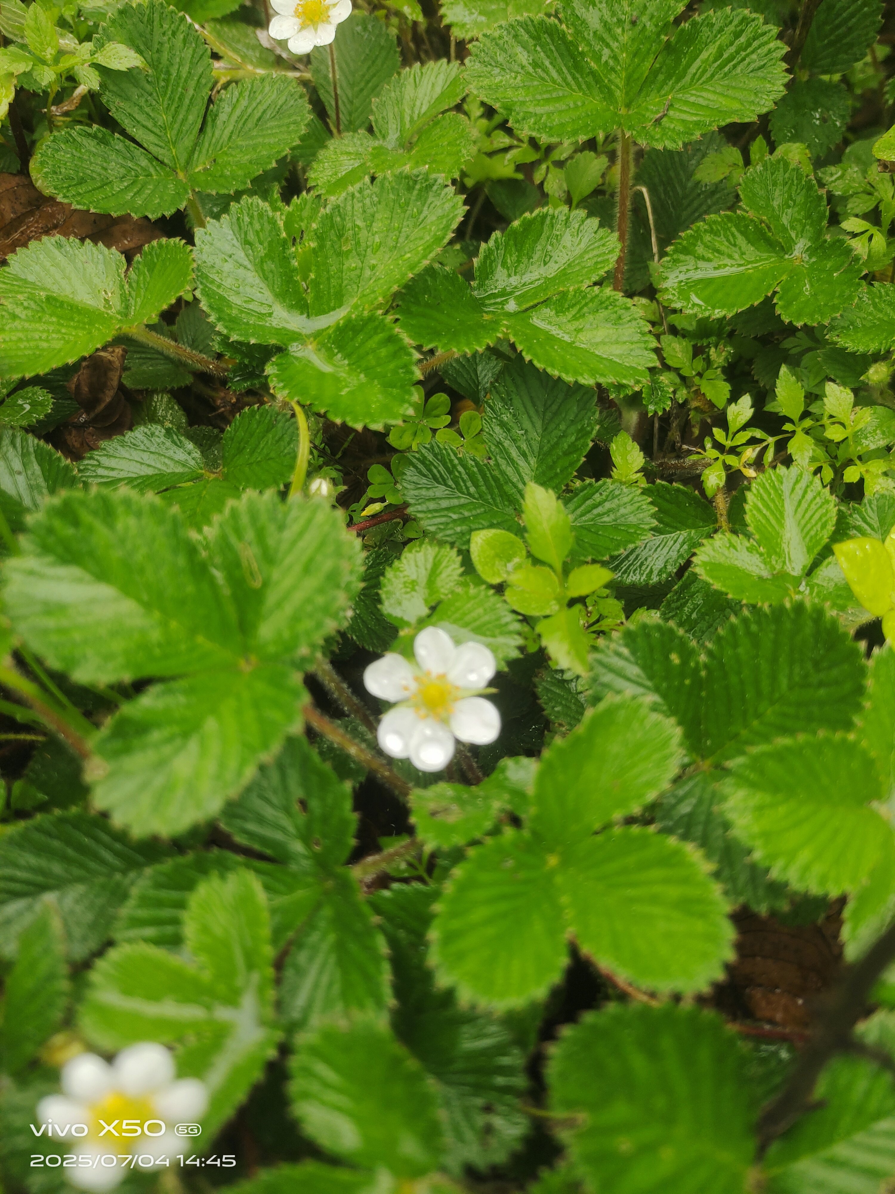 云南深山白草莓白莾白米泡儿菠萝