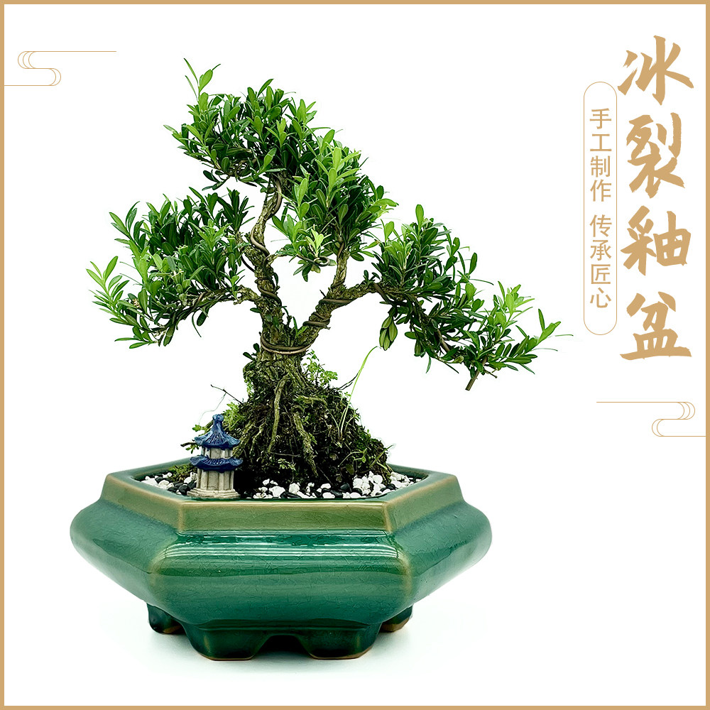 复古青瓷冰裂釉盆景盆六角形大号石湾陶瓷花盆老桩创意造型造景盆