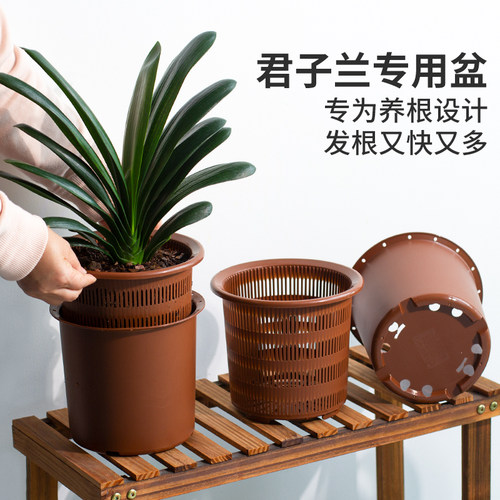美莳君子兰控根花盆透气塑料仿紫砂蝴蝶兰盆栽青山专用盆双层套盆 - 封面