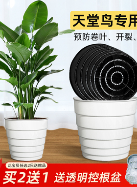 美莳天堂鸟专用花盆树脂透气超陶瓷塑料鹤望兰控根盆客厅绿植盆栽