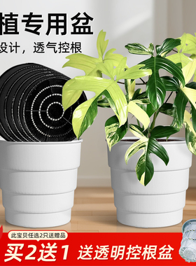 美莳热植专用花盆秋海棠彩叶芋萨利安海芋白色青山透气塑料控根盆