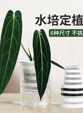 美莳水培花盆内篮塑料水养植物控根定植篮种植固定篮绿萝吊兰器皿