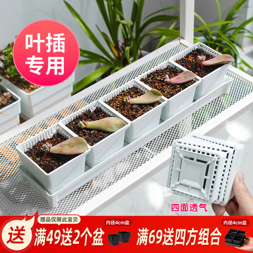 美莳多肉叶插育苗花盆长条型专用