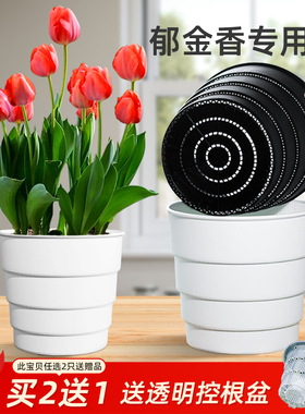 美莳郁金香种球专用花盆土培透气控根青山树脂非水培杯子盆栽种植