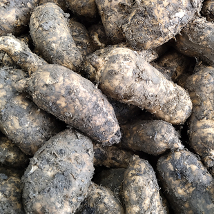 包邮彝良小草坝产地直发云南昭通特产一公斤新鲜带土发货